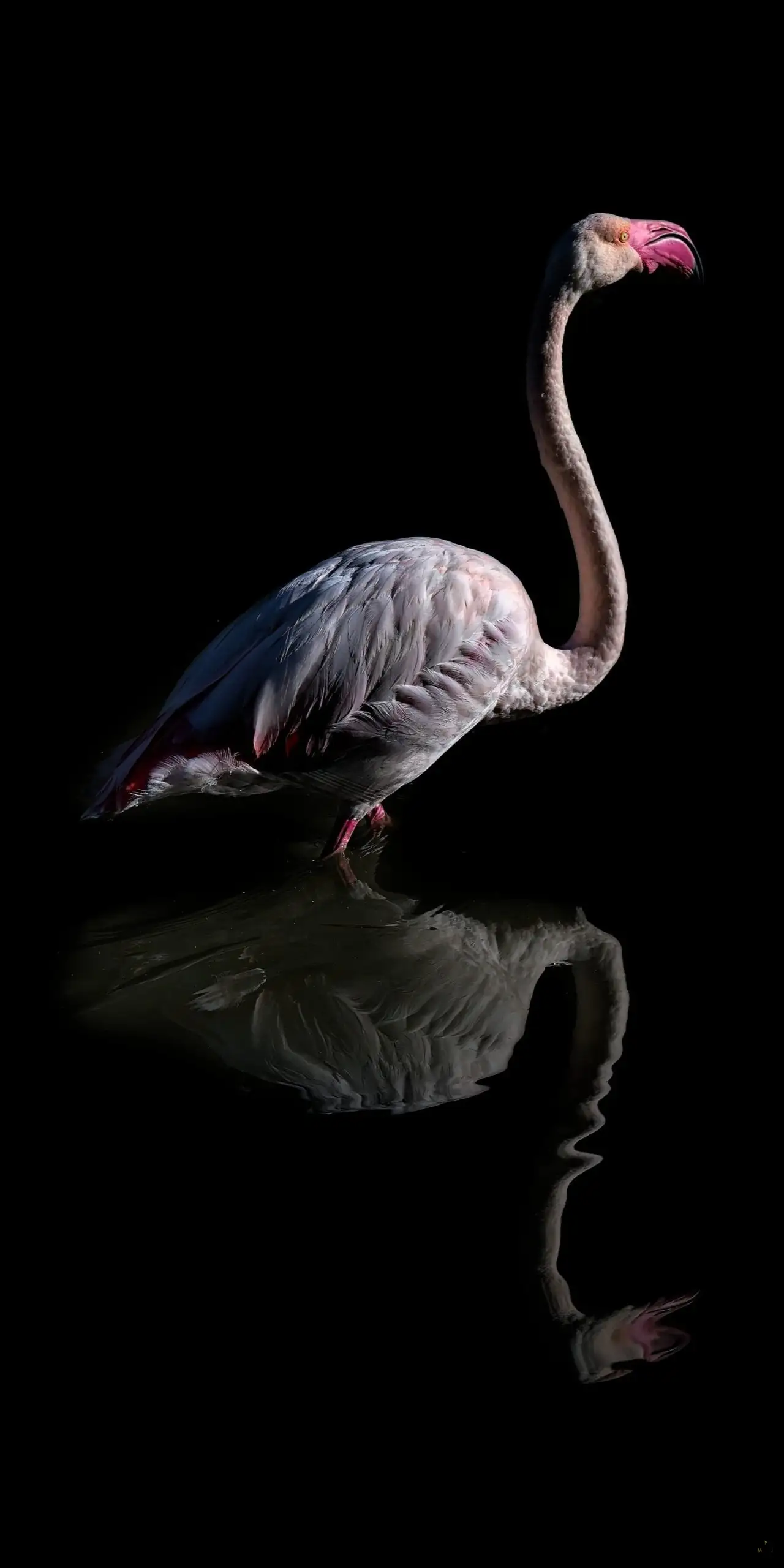 Marc Photography
